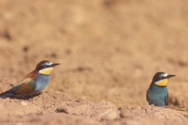 Gruccioni - Merops apiaster